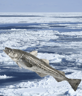 極寒の海で生きるスケトウダラ