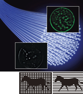 極微細蛍光内視鏡イメージングシステムによる脳内細胞の可視化