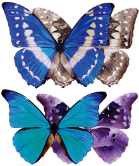 上：キプリスモルフォ [学名]Morpho cypris
下：レテノールモルフォ [学名]Morpho rhetenor