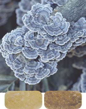 白色腐朽菌