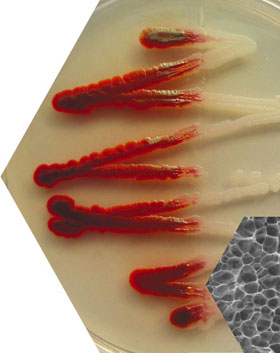 セラチア菌（Serratia marcescens）とゲルシート