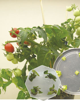 トマトへのILP遺伝子導入