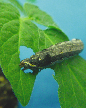 トマトの葉を食べるハスモンヨトウ（Spodoptera litura）の幼虫